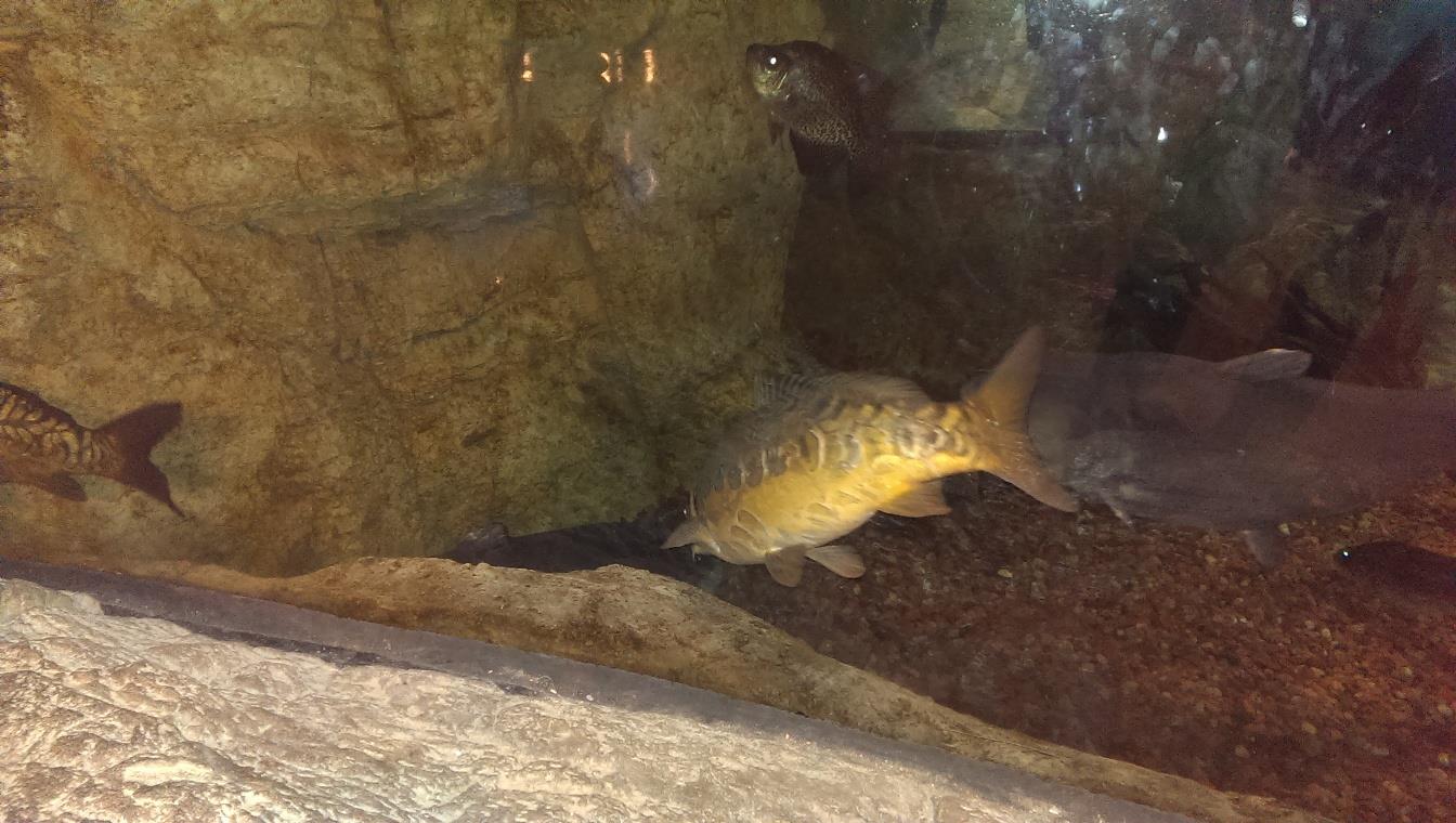 Bass Pro experience Phoenix AZ - au si crap :)